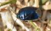 Canthophorus sp.